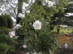 WhiteRoses.jpg