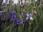 Irises.jpg