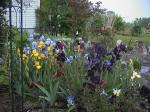 IrisesinFullBloom.jpg