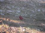 MaleCardinal3.jpg