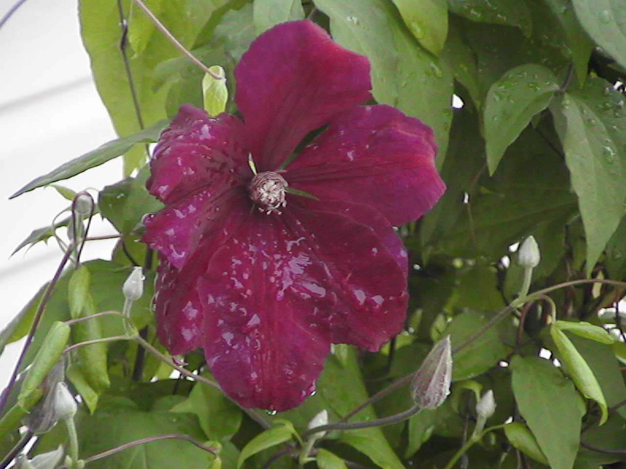 Clematis.jpg