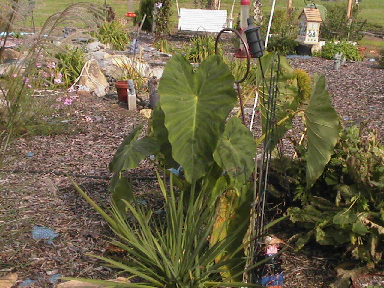 ElephantEar.jpg