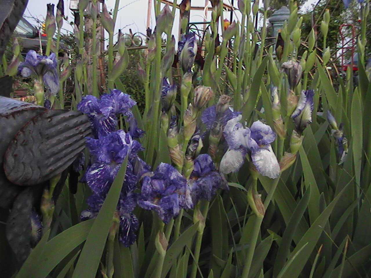 Irises.jpg
