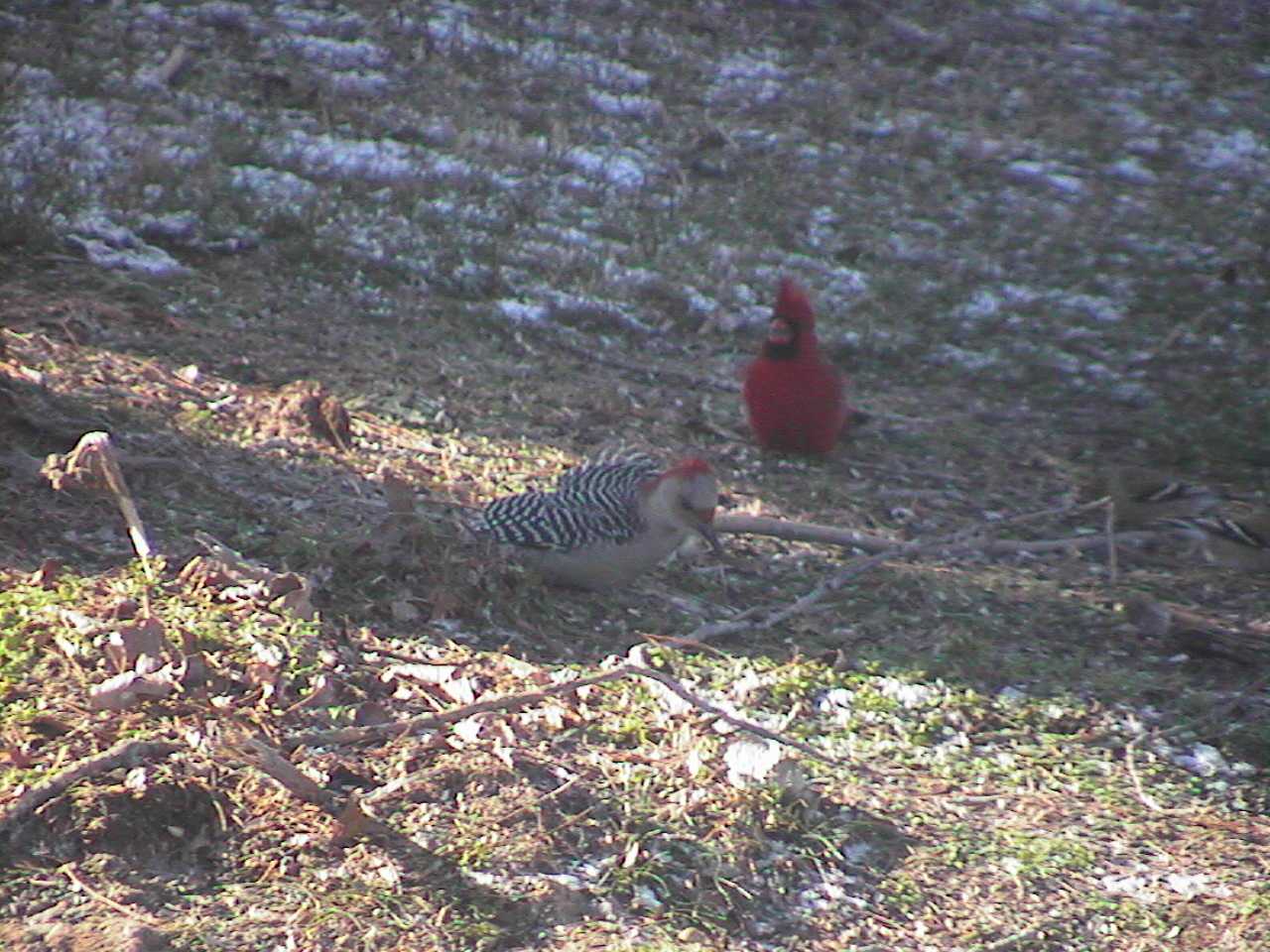 Male Cardinal2.jpg