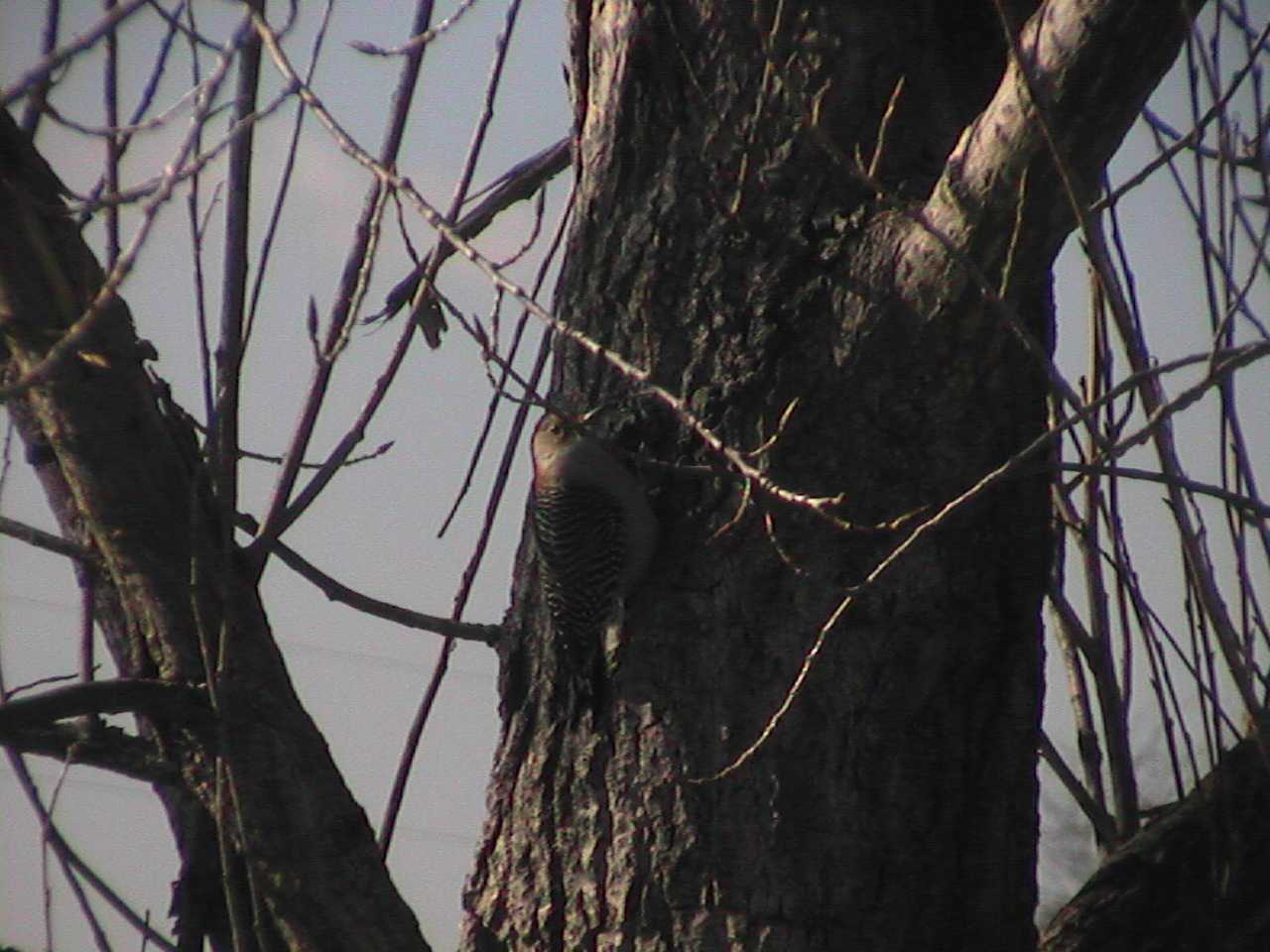 Woodpecker2.jpg